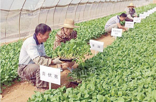 ����Ѩ���޹���С�ײ˽������񡰲����ӡ�