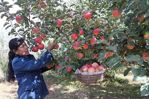 河北平泉燕山脚下苹果红