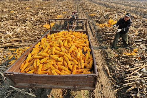 2014年吉林省粮食生产将再获丰收