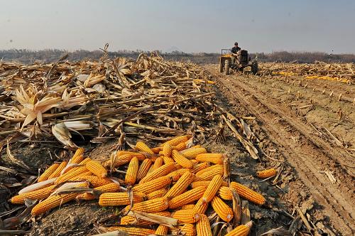 10月14日,吉林省伊通满族自治县一位农民驾驶拖拉机运送收获的玉米。