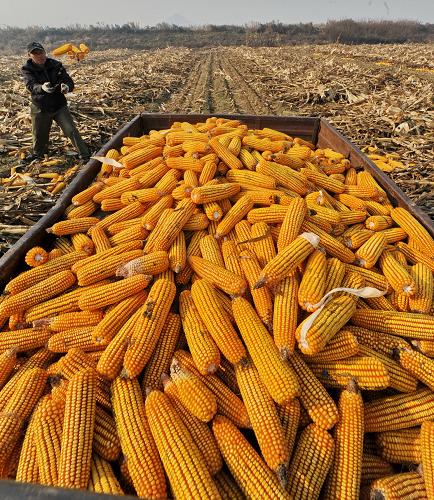 10月14日,吉林省伊通满族自治县一位农民将收获的玉米装进拖拉机。