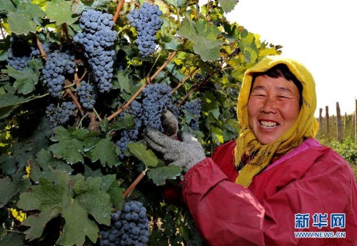 �ӱ����裺�����ѷ���ũ����