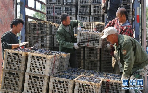 10��14�գ������ع�ׯ��Ĺ�ũ�ھ������չ������۳�ϼ������ѡ�