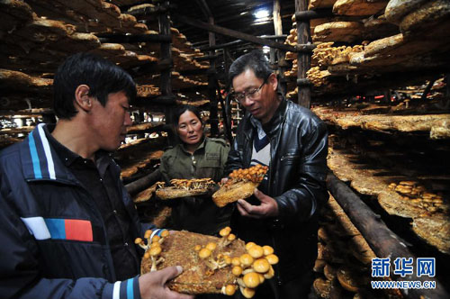 黑龙江省林口县滑子菇专业村技术创新促增收