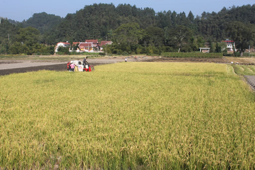 福建永安:农民“双抢”忙