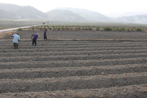 福建永安:农民“双抢”忙2