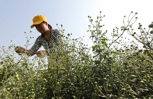 10��15�գ�����ʡ�����������ش�������ũ���ڲ�ժ��ջ���