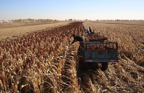 10��14�գ��ں�����ʡ���������̩������������´壬ũ��æ���ո��Ƹ�������