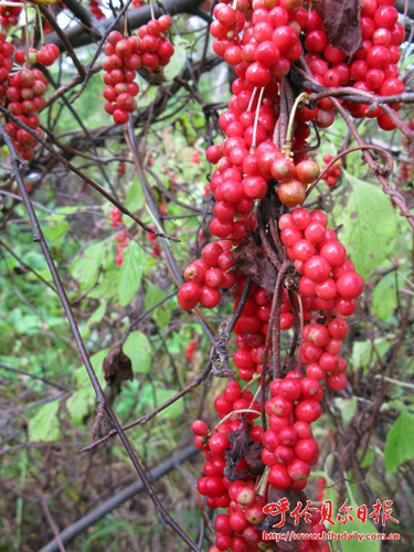内蒙古吉文:把北五味子变成“金果子”