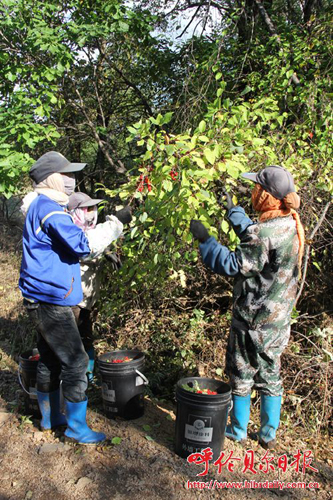 内蒙古吉文:把北五味子变成“金果子”2