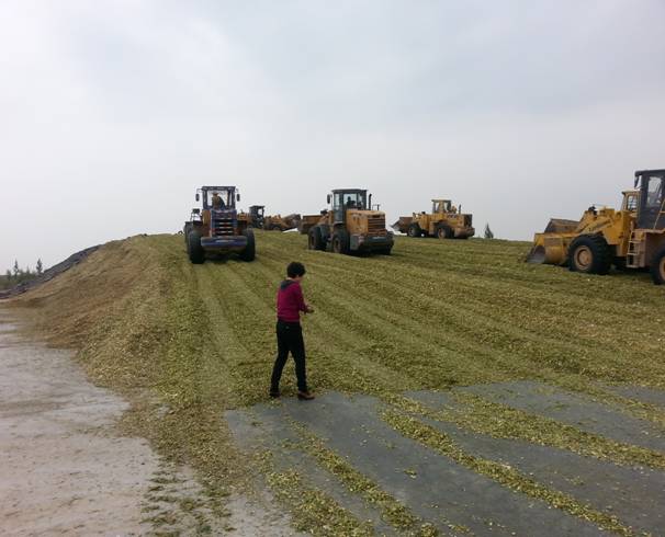 宁夏贺兰县全株青贮工作圆满完成 贮量创历史新高