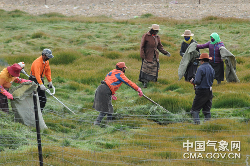 西藏农牧民世界屋脊上忙“秋收”