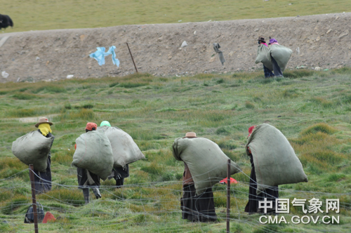 西藏那曲地区申扎县农牧民收割牧草储备饲草料。