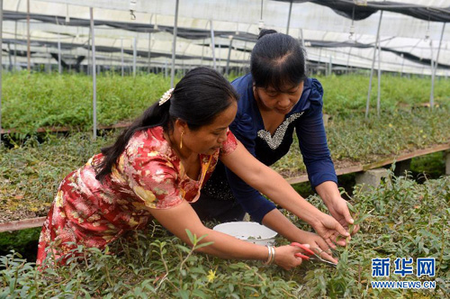 ʡ壬ʯƼ˾Աңָũʯ1013㣩