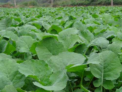 湖南泸溪县油菜移栽拉开序幕