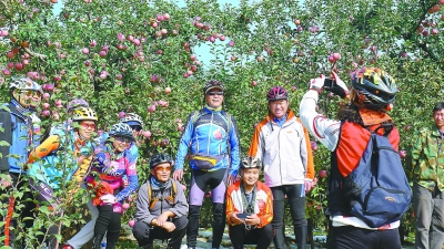 北京:1800万公斤昌平苹果熟了 年年果相似 售卖今不同