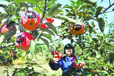 密云县太师屯镇SOD功能苹果口感甜脆,含糖量达15%,成熟待采。