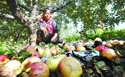 顺义山里辛庄村苹果滞销。