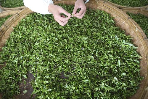 ɽ��̩����ɽ���л���Ҷ��������