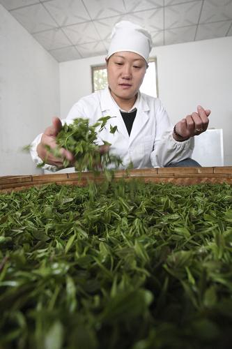 ɽ��̩����ɽ���л���Ҷ��������3