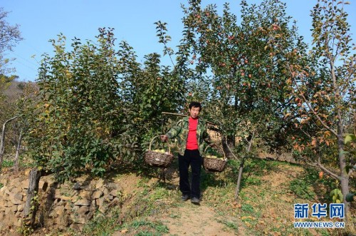 10��21�գ��е�ӥ��Ӫ�ӿ�������Ȧ����Զ����ֲũ�������Ĺ�ũ�ڲ�ժƻ����