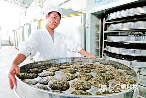 贵州印江茶叶下树率提高40%