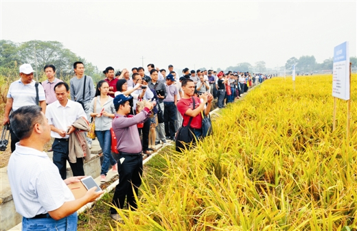 �������Է�������ʾ��������ֲ��ˮ������ͷƷ�㡱���׷������������ϡ�