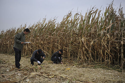 宁夏农牧厅开展玉米收获机选型鉴定试验 为农民推荐放心农机具3