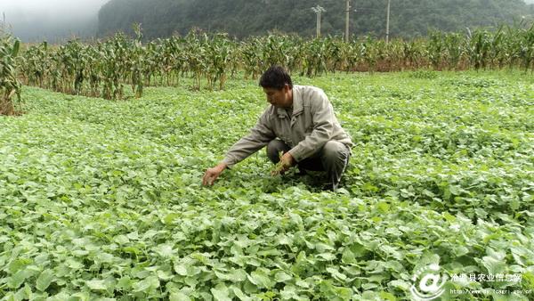 ���ϲ�Դ��������ץʱ���ƽ��Ͳ���������