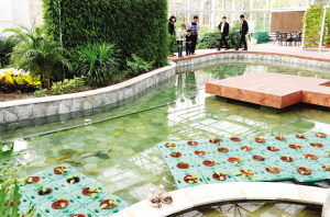 天津市宝坻区社区兴起生态农场 “鱼菜共生”如同花园