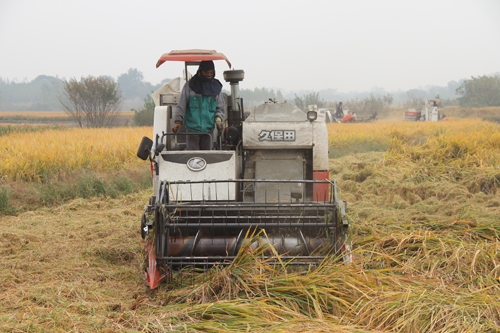 °²»Õ·Ê¶«ÏØ£ºÅ©»úÕ½ÈýÇï Á¸Ê³»ñ·áÊÕ