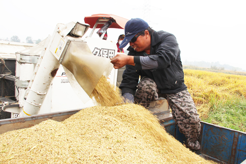 °²»Õ·Ê¶«ÏØ£ºÅ©»úÕ½ÈýÇï Á¸Ê³»ñ·áÊÕ2