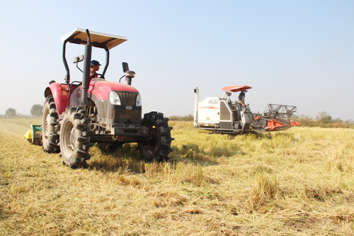 安徽肥东县:包公故里忙双抢