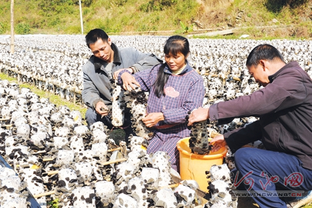 �������ʳ�þ���ҵ���ʷ�չ