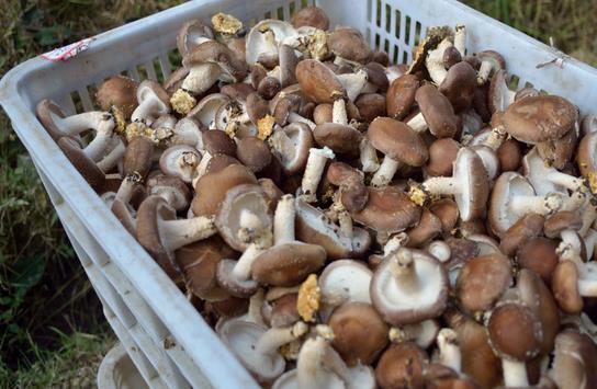 ������Ϫ�������㹽��Ʒ�ֻ����