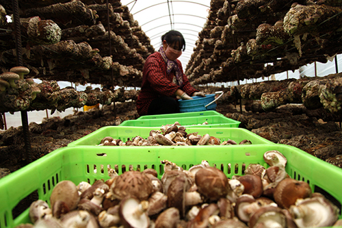 10ÔÂ24ÈÕ£¬ºÓ±±Ê¡³ÐµÂÊзáÄþÏØÍõÓªÏçÍõÓª´å£¬¾úÅ©ÔÚ½¨ÔóºÏÖÚʳÓþúרҵÖÖÖ²ºÏ×÷Éç´óÅïÀï²ÉÕªÏã¹½¡£