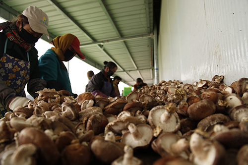 10ÔÂ24ÈÕ£¬ºÓ±±Ê¡³ÐµÂÊзáÄþÏØÍõÓªÏçÍõÓª´å£¬¾úÅ©ÔÚ½¨ÔóºÏÖÚʳÓþúרҵÖÖÖ²ºÏ×÷Éç·Ö¼ð¸Õ²ÉÕªµÄÏã¹½¡£