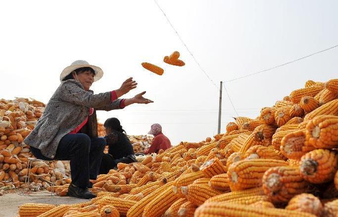 ĻũѼůȪũũְڷּջס