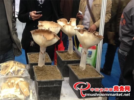 ���գ�ʳ�þ����ٻ���š� ���ƹ�������