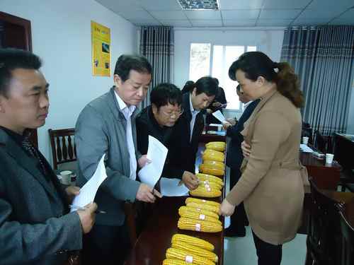 湖北郧县:优质高山玉米品质评鉴会成功举办2