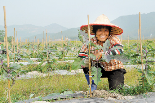 广东恩平市横陂镇荒草地长出了“瓜宝宝”