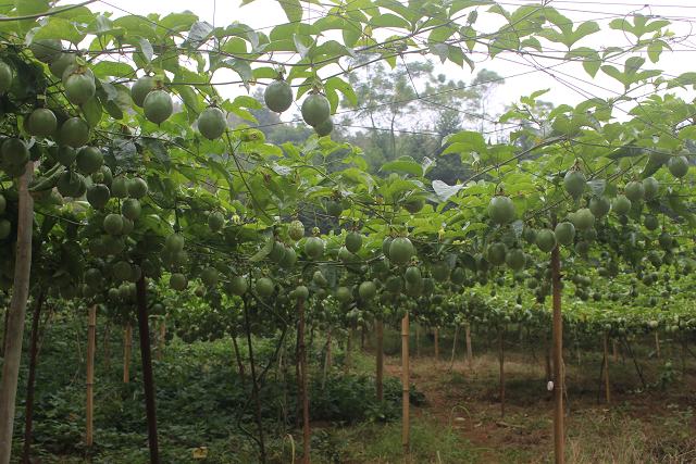 �����ӳ��н�ǽ�����ҵ��ƽ�����������������