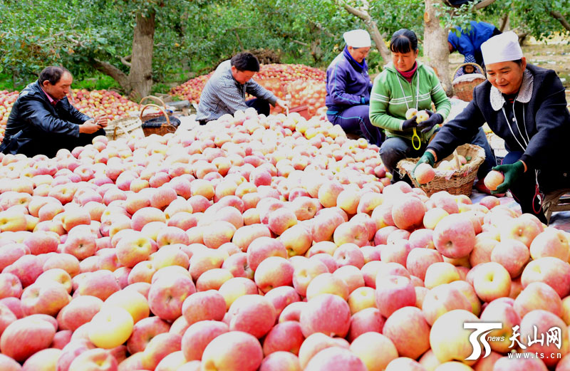 �½�����������9��Ķ��ɫ�츻ʿƻ������