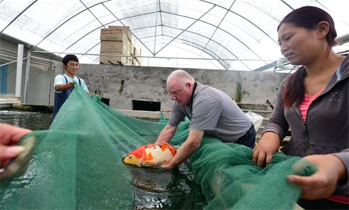 安徽合肥肥西县养殖的观赏鱼销欧美