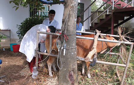 海南省畜牧技术推广站2014年第三批次雷琼牛基因保种工作取得圆满成果