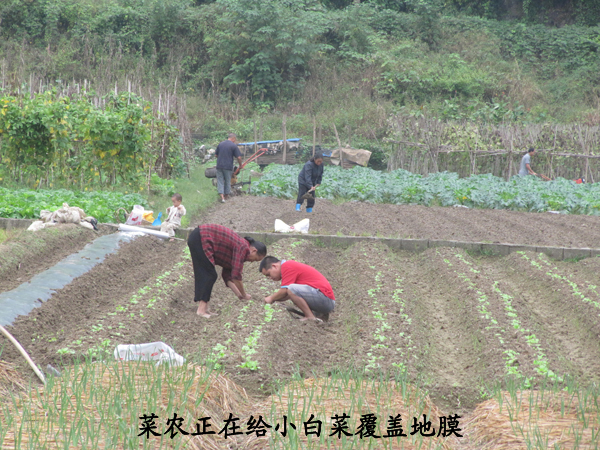 ������룺�����߲˴�ũ����