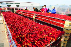 内蒙古开鲁县红辣椒丰收了