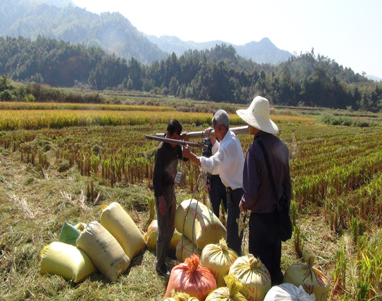 福建建宁:完成高产创建示范片现场验收