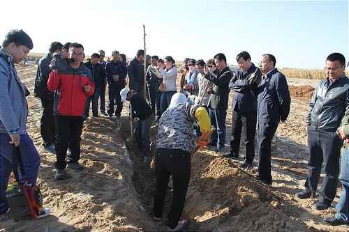 内蒙古磴口县山药采收测产观摩会