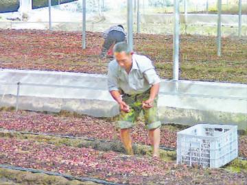福建明溪最大的地栽菇基地投产